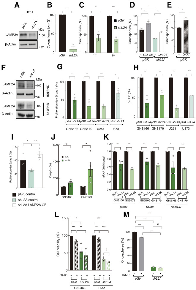 Figure 2. LAMP2A silencing reduces GSC proliferation and tumorigenicity. A, Representative Western blot analysis for LAMP2A and β-actin in pGK and shL2A U251 cells (n = 3). B, Relative number of colonies formed by pGK and shL2A U251 cells (n = 3). C, Relative number of primary and secondary oncospheres generated by pGK and shL2A U251 cells at 10 and 20 days, respectively (n = 3). D, Relative number of primary oncospheres generated by control and LAMP2A overexpressing cells in pGK or shL2A U251 (n = 3). E, Relative number of oncospheres generated by control or after 20 μmol/L QX77 treatment (n = 3). F, Immunoblot of LAMP2A in pGK and shL2A GNS166 and GNS179 cells (n = 3). G, Number of proliferating cells at day 5 relative to day 1 in pGK and shL2A indicated cells (n ≥ 3). H, Quantification of immunofluorescence of p-H3 in pGK and shL2A GNS166 (n = 3), GNS179 (n = 4), U251 (n = 2), and U373 (n = 3) cells. I, Number of proliferating cells at day 5 relative to day 1 after LAMP2A expression rescue (n = 3). J, Quantification of immunofluorescence of caspase-3 in pGK and shL2A GNS166 and GNS179 cells (n = 4). K, Relative mRNA expression of GSC markers SOX2, SOX9, and NESTIN in pGK and shL2A GNS166 (n = 3) and GNS179 cells (n = 2). L, Relative cell viability of pGK and shL2A GNS166 and U251 cells after 72 hours with control and 2 mmol/L or 250 μmol/LTMZ treatment, respectively (n = 3). M, Relative primary oncospheres generated by pGK and shL2A U251 cells, after 50 μmol/L TMZ treatment (n = 3). #, P ≤ 0.1; *, P ≤ 0.05; **, P ≤ 0.01; ***, P ≤ 0.001.