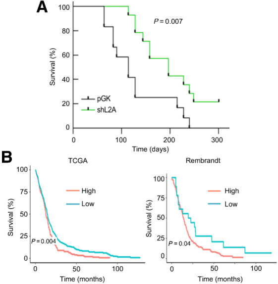 Figure 7. LAMP2A correlates with poor overall survival in GBM. A, Kaplan–Meier survival curve of orthotopic intracranial xenograft of GNS166 pGK and shL2A cells in NOD.SCID immunodeficient mice (n = 12 per condition). B, Kaplan–Meier curves representing survival of patients with low versus high expression of LAMP2 in TCGA (left, n = 340 vs. n = 185, respectively) and Rembrandt (right, n = 18 vs. n = 185, respectively) cohorts. Optimal cutoff points for Kaplan–Meier curves were designated by GlioVis database.