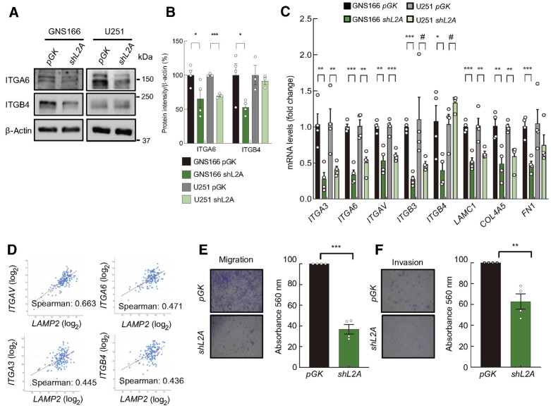 Figure 6. LAMP2A silencing in GSCs diminishes ECM interaction and content. A and B, Representative immunoblot of ITGA6, ITGB4, and β-actin in GNS166 (n = 4) and U251 (n = 3) cells (A), and respective quantification (B). C, Relative mRNA expression of ECM interaction markers ITGA3, ITGA6, ITGAV, ITGB3, ITGB4, LAMC1, COL4A5, and FN1 in pGK and shL2A GNS166 and U251 cells (n = 3/4). D, Association study of LAMP2 with ITGAV (P = 1.31e−20), ITGA6 (P = 8.90e−10), ITGA3 (P = 8.92e−09), and ITGB4 (P = 1.98e−08) in the TCGA cohort (cBioPortal for cancer genomics, https://www.cbioportal.org/). E and F, Representative images (left; E) and quantification (right) of migration and invasion of pGK and shL2A GNS166 cells (n = 4; F). #, P ≤ 0.1; *, P ≤ 0.05; **, P ≤ 0.01; ***, P ≤ 0.001.