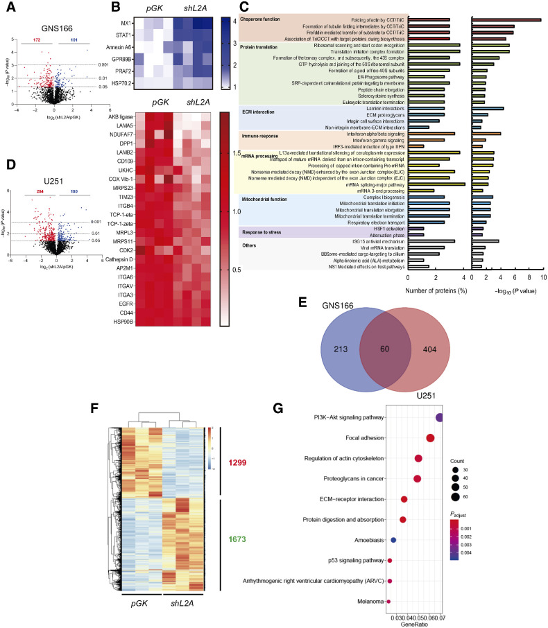 Figure 3. LAMP2A silencing in GSCs alters crucial proteomic and transcriptomic pathways. A, Volcano plot of upregulated and downregulated proteins in proteome study of GNS166 pGK versus shL2A cells (n = 4). B, Representative heat maps of upregulated and downregulated proteins in the proteome study. C, Ontology analysis based on Reactome database of altered proteome. D, Volcano plot of upregulated and downregulated proteins in U251 pGK versus shL2A proteomics (n = 4). E, Venn diagram representing the comparison of proteins altered in GNS166 and U251 proteomic studies. F, Representative heatmap of upregulated and downregulated transcripts in RNA-seq study of pGK vs. shL2A GNS166 cells (n = 3). G, Dot plot representation of the main altered biological processes after gene ontology analysis of RNA-seq study in F.