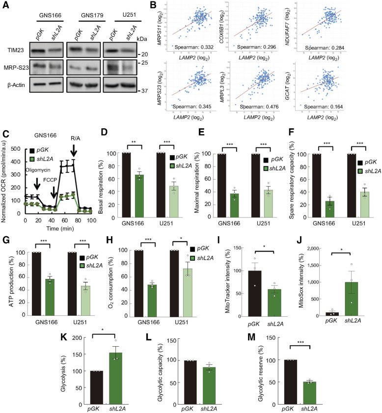 Figure 4. LAMP2A silencing diminishes mitochondrial metabolism and induces glycolysis in GSCs. A, Immunoblot of mitochondrial markers TIM23 and MRP-S23, and β-actin in pGK and shL2A GNS166, GNS179, and U251 (n ≥ 3) cells; β-actin blots in U251 and GNS179 were shared with Fig. 5A. B, Association study of LAMP2 with metabolism genes MRPS23 (P = 1.336e−05), MRPS11 (P = 2.972e−05), MRPL3 (P = 5.80e−10), COX6B1 (P = 2.086e−04), NDUFAF7 (P = 3.970e−04), and GCAT (AKB ligase; P = 0.0430) in TCGA cohort (cBioPortal for cancer genomics, https://www.cbioportal.org/). C, Normalized OCR response in pGK (black) and shL2A (green) GNS166 in basal conditions and after consecutive addition of oligomycin 1 μmol/L, FCCP 1 μmol/L, and rotenone/antimycin A 1 μmol/L. A representative experiment is shown from a total of n = 3. D–H, Quantification of mitochondrial respiratory functions of pGK and shL2A GNS166 and U251 (n = 3). I, Quantification of mitochondrial polarization measured by fluorescent intensity of MitoTracker Red FM dye via flow cytometry (n = 3). J, Quantification of mitochondrial ROS analyzed by MitoSox Red via flow cytometry (n = 3). K–M, Quantification of glycolytic functions based on kinetic normalized ECAR response of pGK and shL2A GNS166 in basal conditions and after consecutive addition of glucose 10 mmol/L, oligomycin 1 μmol/L, and 2-D-deoxy-glucose 50 mmol/L (n = 3). *, P ≤ 0.05; **, P ≤ 0.01; ***, P ≤ 0.001.