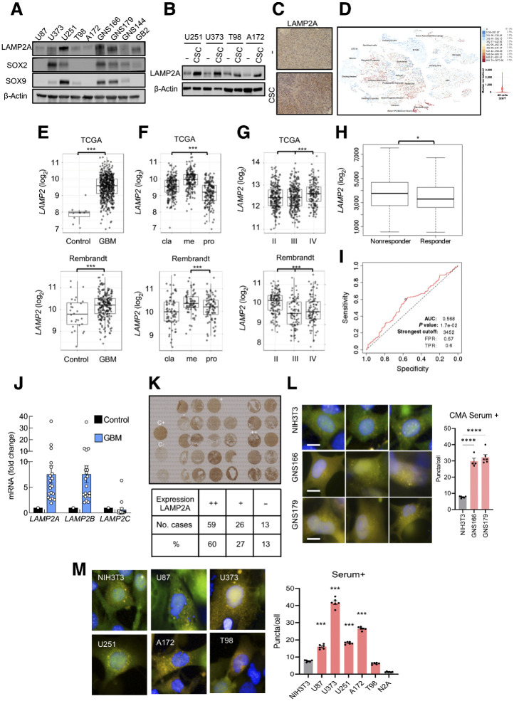 Figure 1. LAMP2 is overexpressed in human GBM and GSCs. A, Representative immunoblot of LAMP2A, SOX2, SOX9, and β-actin in a set of glioma (U87, U373, U251, T98, A172) and patient-derived glioma stem (GNS166, GNS179, GNS144, GB2) cell lines (n = 4). B, Representative image of Western blot analysis for LAMP2A and β-actin in parental and 2ry oncospheres of glioma cell lines (n = 3). C, Representative images of the IHC staining of LAMP2A in subcutaneous tumors from parental U373 and respective oncospheres (n = 2). Scale bar, 100 μm. D, Single-cell RNA-seq results for the expression of LAMP2 among different cell types in glioblastoma samples (https://cells.ucsc.edu/?ds=gbm). E, LAMP2 mRNA expression in control and GBM samples in TCGA (P = 2.4e−13) and Rembrandt (P = 4.5E−03) cohorts. F, mRNA expression of LAMP2 in classical (cla), mesenchymal (me), and proneural (pro) subtypes of GBM from TCGA cohort (Pcla-me = 2.9e−09, Pcla-pro = 2.9e–08, Pme-pro = 4.5e−27) and Rembrandt cohort (Pcla-me = 4.8E−02, Pcla-pro = n.s., Pme-pro = 6.3E−04). G, LAMP2 mRNA expression in grade II–IV of glioma in TCGA (PII–III = n.s., PII–IV = 1.3e−02, PIII–IV = 7.5e−03) and Rembrandt (PII–III = n.s, PII–IV = 3.5e−05, PIII–IV = 3.1e−08) cohorts. H, LAMP2 expression in TMZ treatment of nonresponder (n = 154) and responder (n = 165) patients with GBM (http://www.rocplot.org/). Mann–Whitney test P value: 0.036. I, ROC curve of LAMP2 gene expression in patients with GBM treated with TMZ (n = 319; http://www.rocplot.org/). J, mRNA expression of LAMP2A, LAMP2B, and LAMP2C in GBM samples (n = 20) compared with a mix of healthy brain tissues. K, Representative tissue microarray and overall quantification for LAMP2A protein expression in GBM samples (n = 98). L and M, Representative image and quantification of CMA activity as the average number of puncta per cell (n > 1,500 cells per well in 4–6 independent wells) after transducing control (NIH3T3, N2A), GSCs (GNS166 and 179), and indicated GBM cell lines with photo switchable KFERQ-Dendra CMA reporter. Scale bar, 10 mm. Differences with NIH3T3 cells are compared. *, P ≤ 0.05; ***, P ≤ 0.001; ****, P < 0.0001.