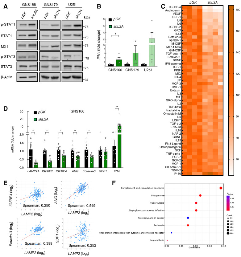 Figure 5. LAMP2A downregulation reduces cytokine secretion of GSCs. A, Representative immunoblot of indicated proteins in pGK versus shL2A GNS166, GNS179, and U251 (n ≥ 3). β-Actin blots in this figure and Fig. 4A in GNS179 and U251 are the same as they derive from the same samples. B, Relative mRNA expression of IFNγ in pGK and shL2A GNS166, GNS179, and U251 cells (n = 4). C, Representative heatmap of the altered secretion of cytokines from supernatants of GNS166 pGK and shL2A (P < 0.05, n = 4). D, Relative mRNA expression of LAMP2A, IGFBP2, IGFBP4, ANG, Eotaxin-3, SDF-1, and IP10 in pGK and shL2A GNS166 (n = 8). E, Association study of LAMP2 with IGFBP4 (P = 1.904e−03), ANG (P = 2.40e−13), Eotaxin-3 (P = 3.56e−07), and SDF1 (P = 1.701e−03) in the TCGA cohort (cBioPortal for cancer genomics, https://www.cbioportal.org/). F, Dot plot of KEGG enrichment analysis of LAMP2 high versus low in the TCGA cohort (P < 0.05). #, P ≤ 0.1; *, P ≤ 0.05; **, P ≤ 0.01; ***, P ≤ 0.001.