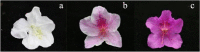 Fig. 12