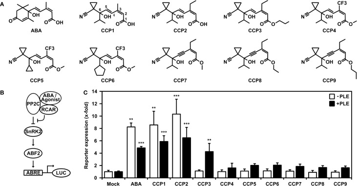 Figure 1