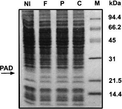 FIG. 1