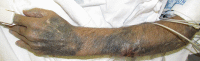 Fig. 4