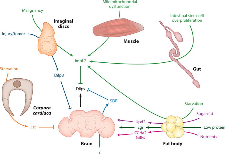 Figure 11