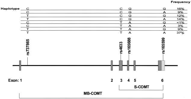 Figure  1