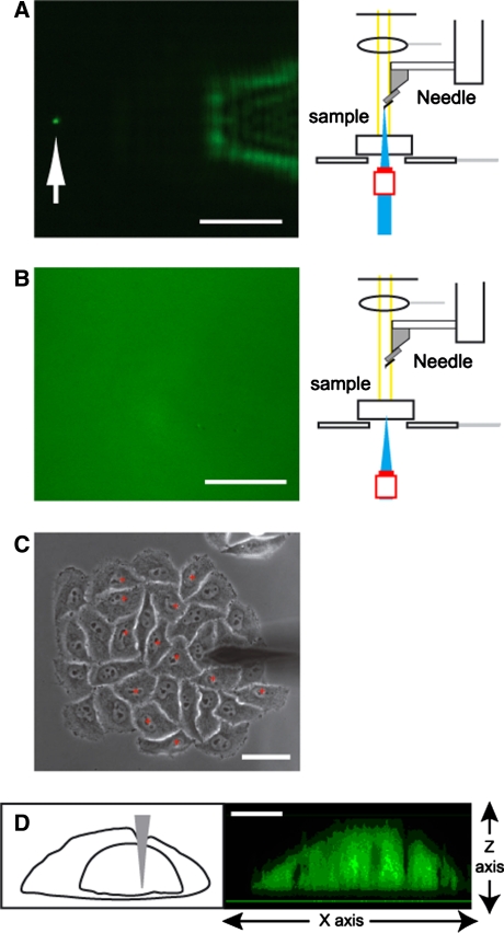 Fig. 2