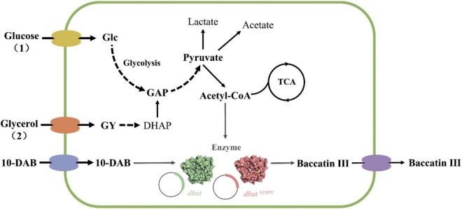 FIGURE 1