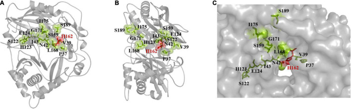 FIGURE 2