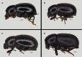 Figure 14.