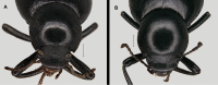 Figure 17.