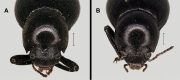 Figure 15.
