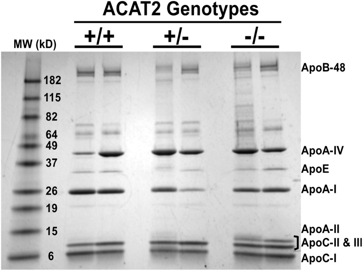 Fig. 8.