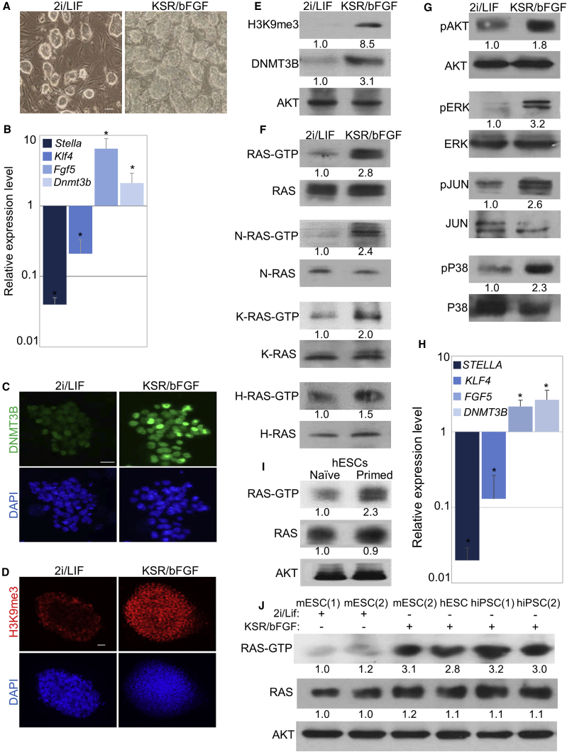 Figure 3