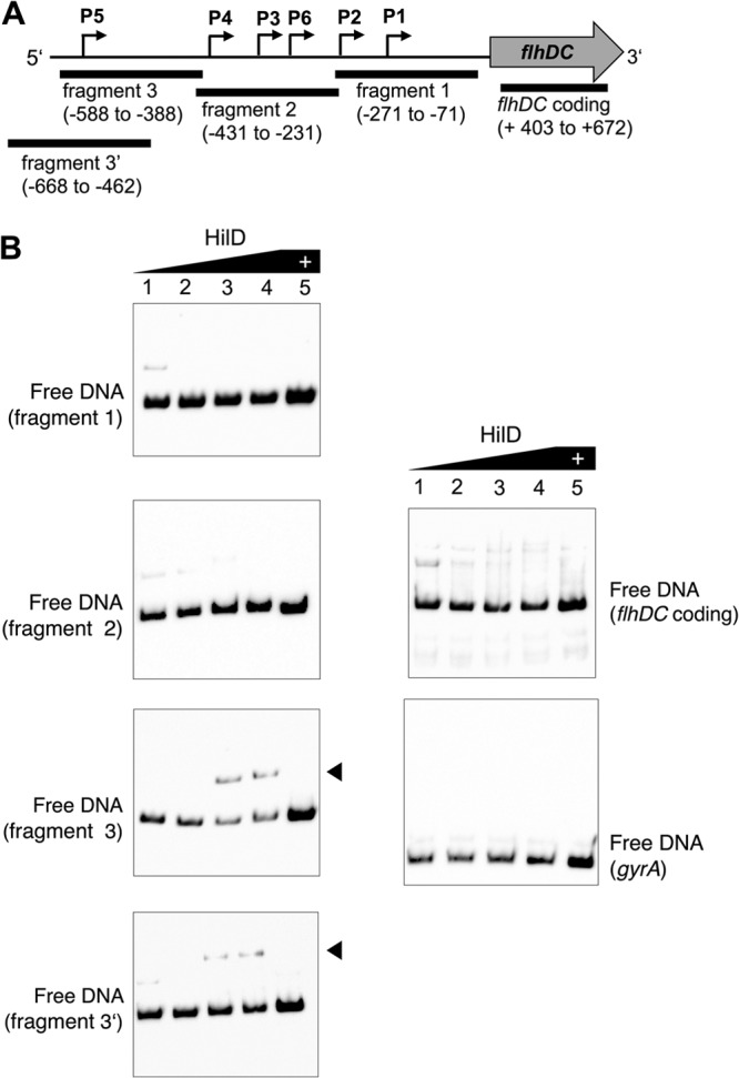 FIG 2