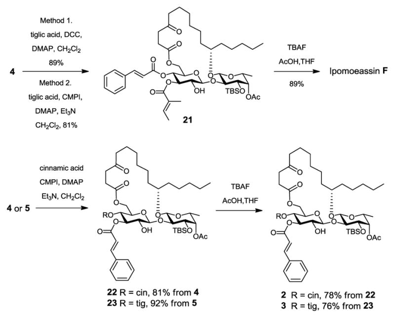 Scheme 5