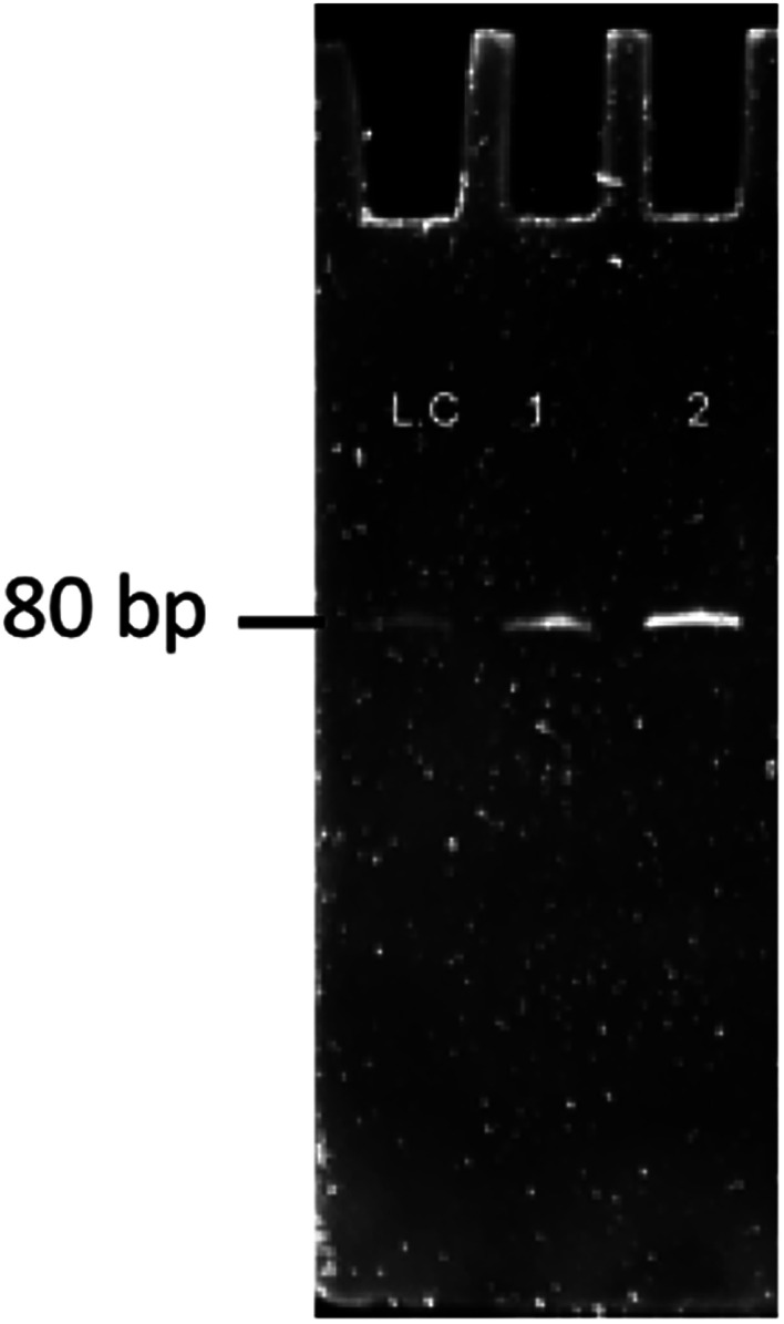 Fig. 11