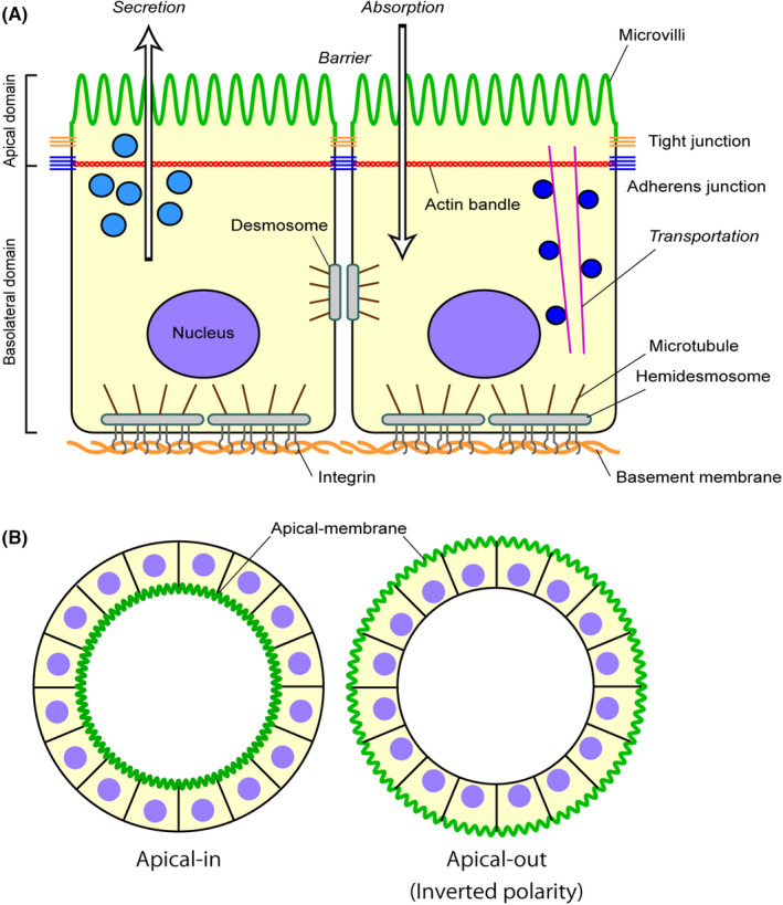 FIGURE 1