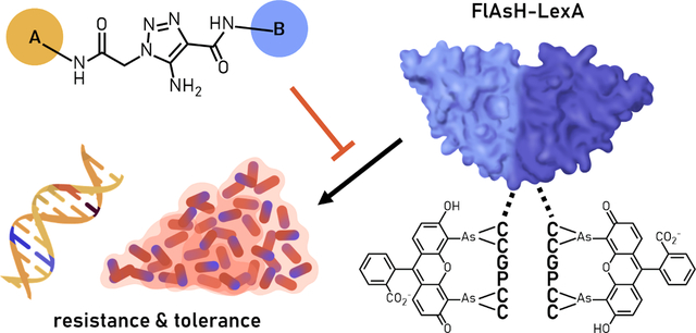 Exploration of Inhibitors of the Bacterial LexA Repressor-Protease - PMC