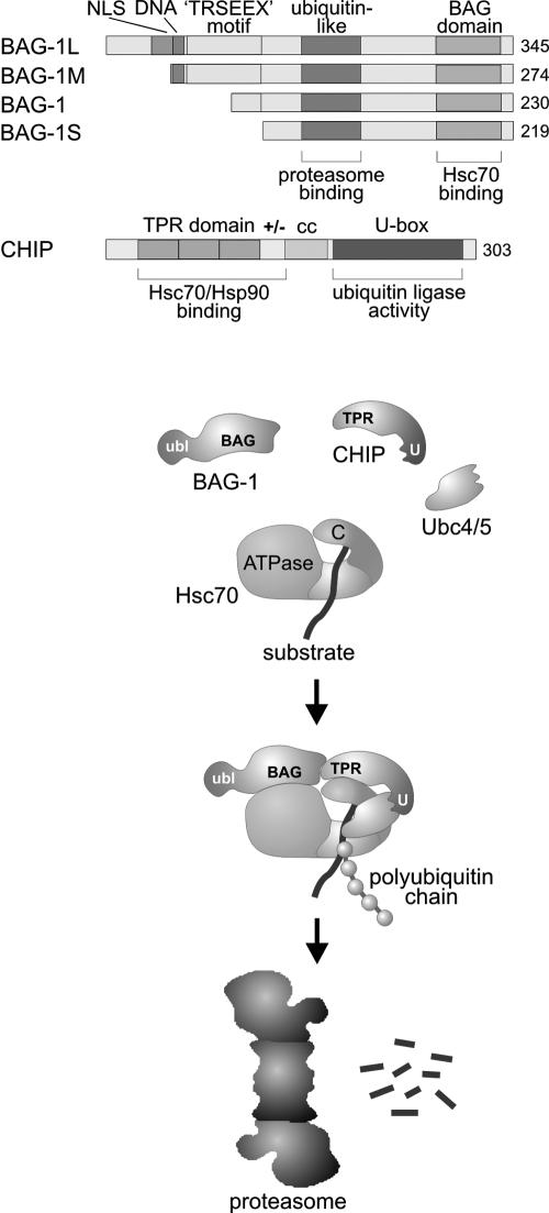 Fig 1.