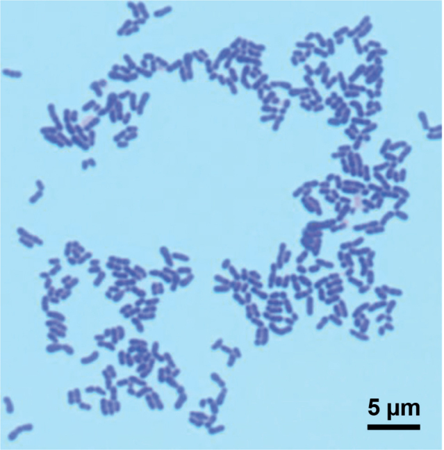 Fig. 2