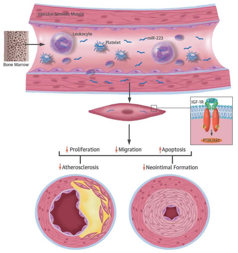 CENTRAL ILLUSTRATION