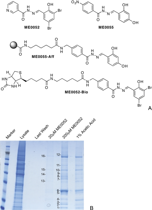 FIGURE 1.