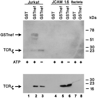 FIG. 8