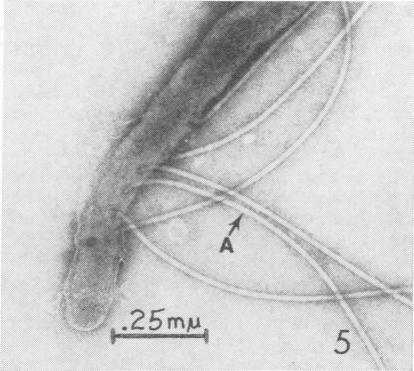 Fig. 5.