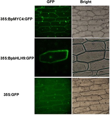 Fig. 7