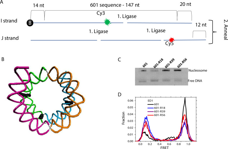 Figure 1—figure supplement 1.