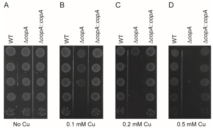 Figure 5