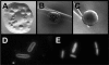 FIG. 1.