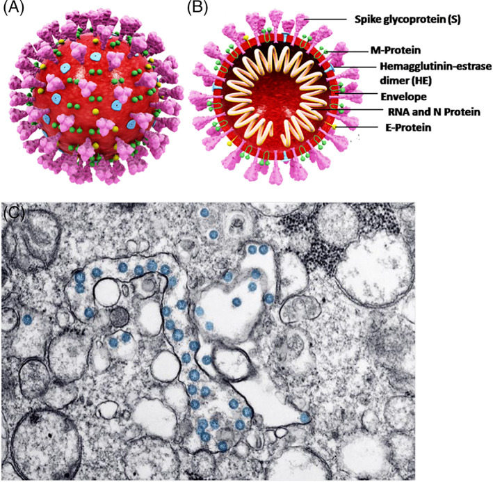 FIGURE 1