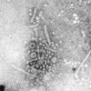Fig. 12