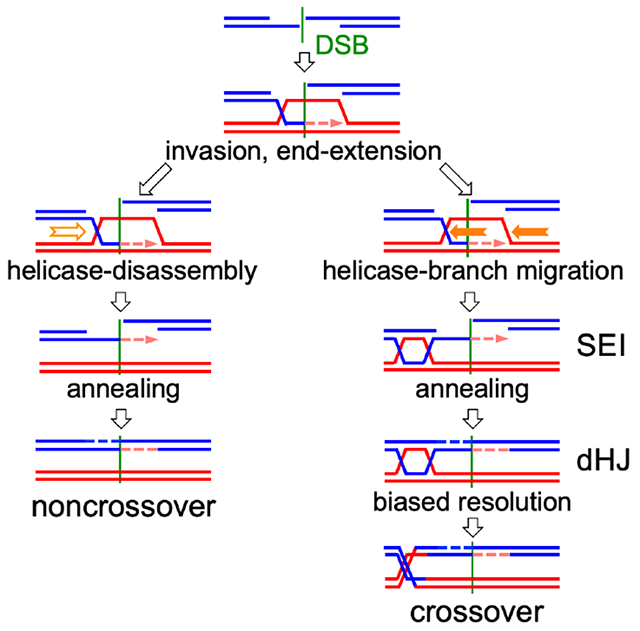 graphic file with name nihms-1732443-f0008.jpg