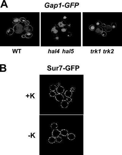 FIG. 5.