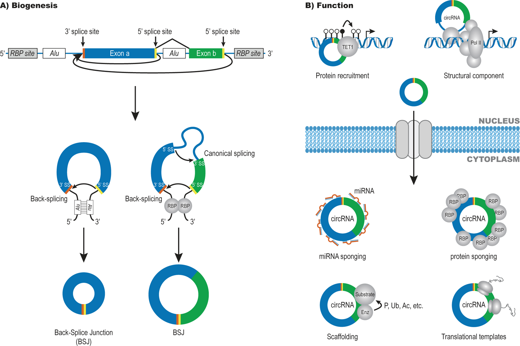 Figure 1: