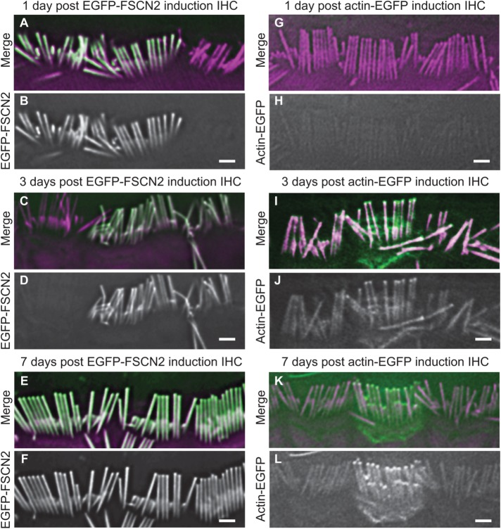 FIGURE 3: