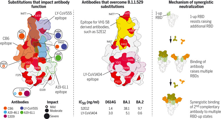 Structural basis for potent neutralization of B.1.1.529 by monoclonal antibodies and their combination.