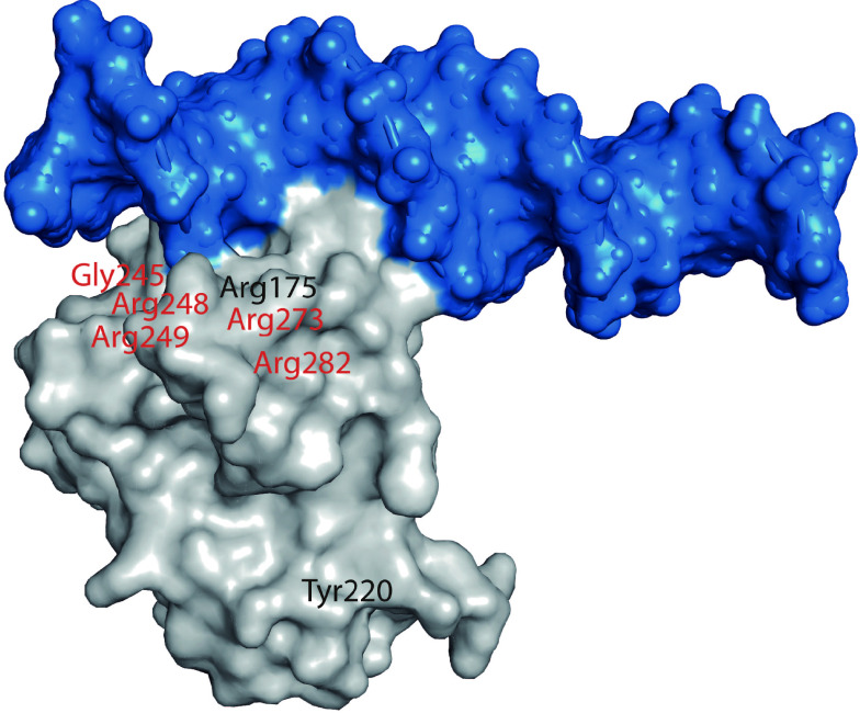 Anticancer therapeutic strategies for targeting mutant p53-Y220C - PMC