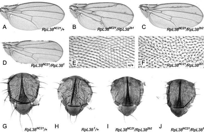 Figure 4.—