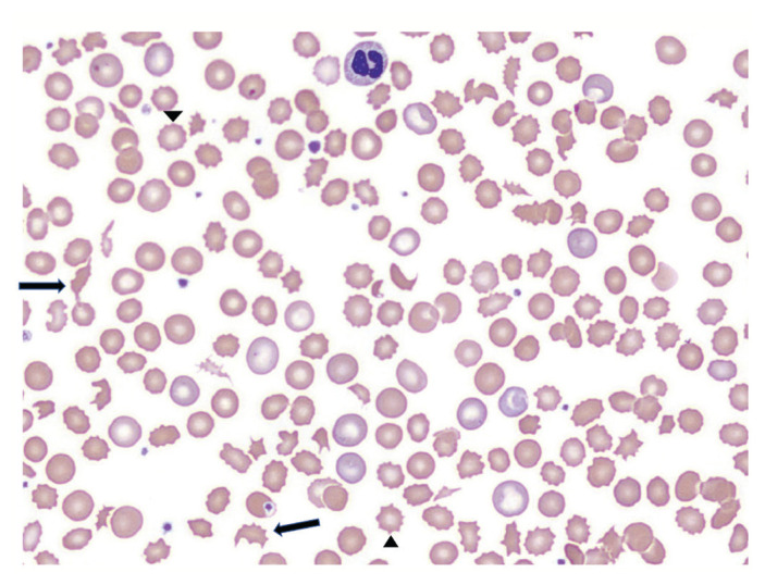 Figure 1: