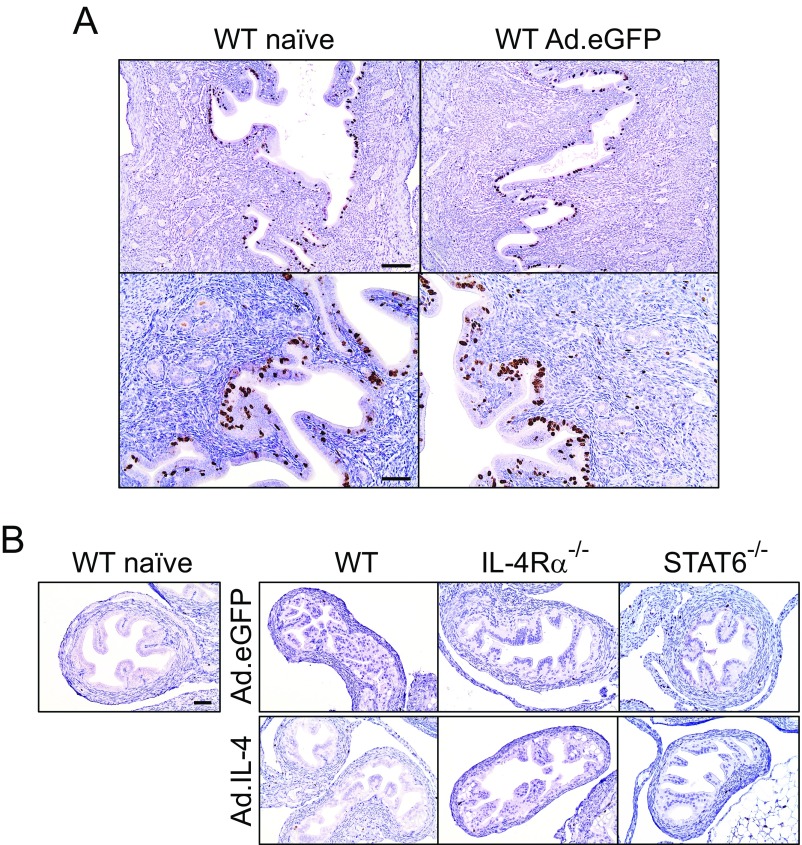 Fig. S6.