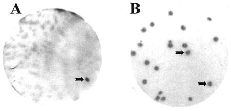 FIG. 1.