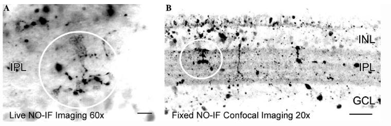 Fig. 9