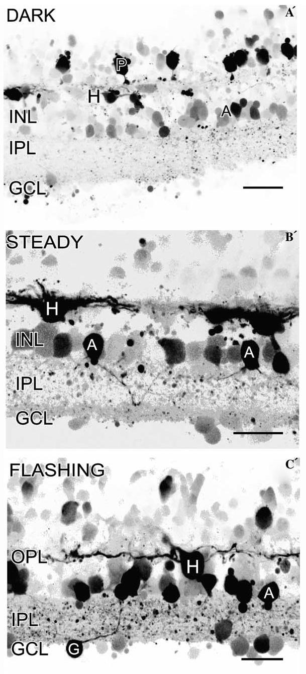 Fig. 12